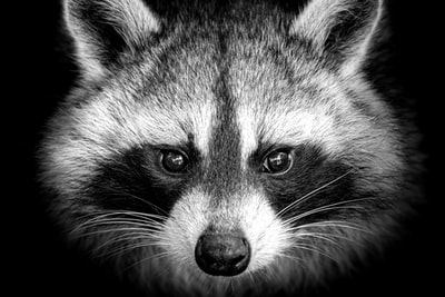 The raccoon illustrations
